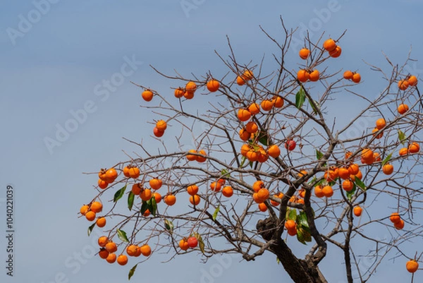 Obraz Mature red persimmon on the trees under the autumn sky