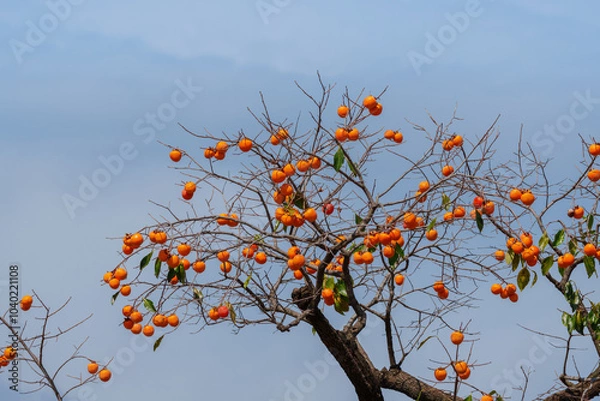 Obraz Mature red persimmon on the trees under the autumn sky
