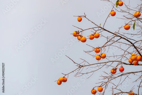 Obraz Mature red persimmon on the trees under the autumn sky