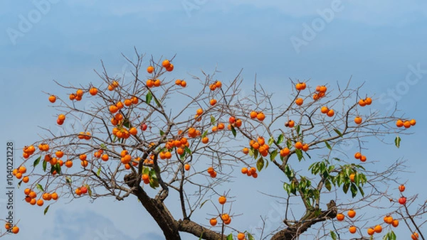Obraz Mature red persimmon on the trees under the autumn sky