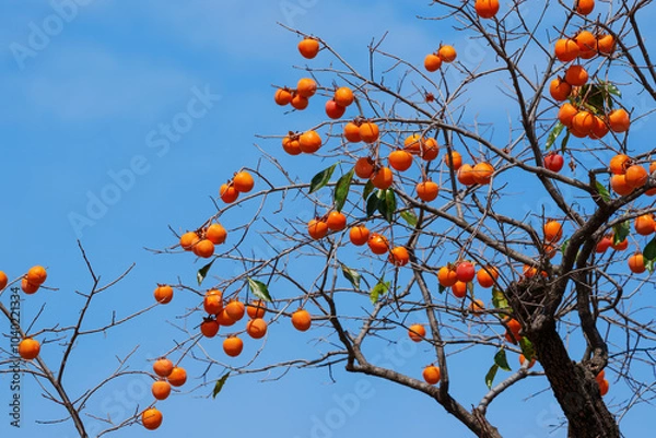 Obraz Mature red persimmon on the trees under the autumn sky