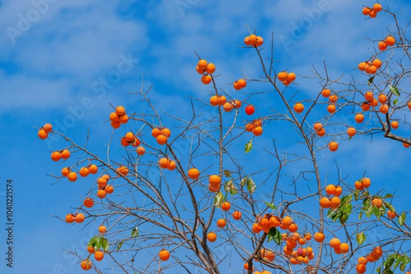 Obraz Mature red persimmon on the trees under the autumn sky