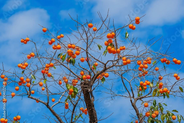 Obraz Mature red persimmon on the trees under the autumn sky