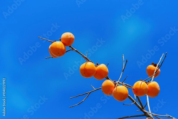 Obraz Mature red persimmon on the trees under the autumn sky