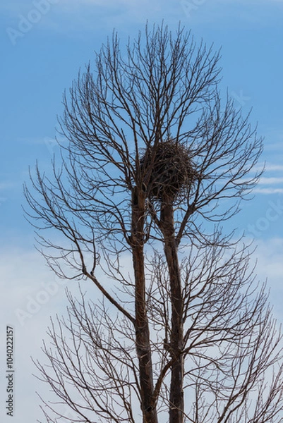Obraz Dry branches in the sky background