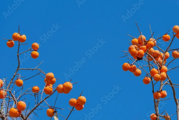 Obraz Mature red persimmon on the trees under the autumn sky
