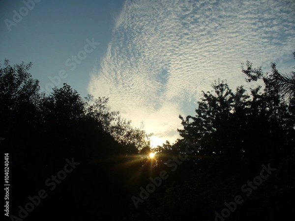 Fototapeta Evening blue sky with decorative texture of white Cirrocumulus clouds and sunlight over dark horizon with trees. Topics: natural environment, weather, meteorology, season, atmosphere, air space