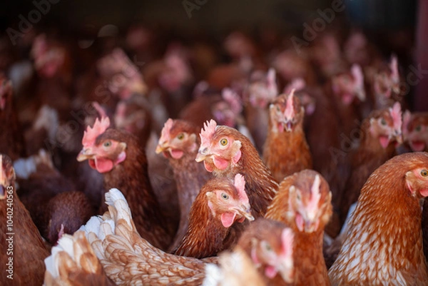 Fototapeta A flock of Lohman Hyline layer hen looking at the camera. Brown layer hens with horizontal view.