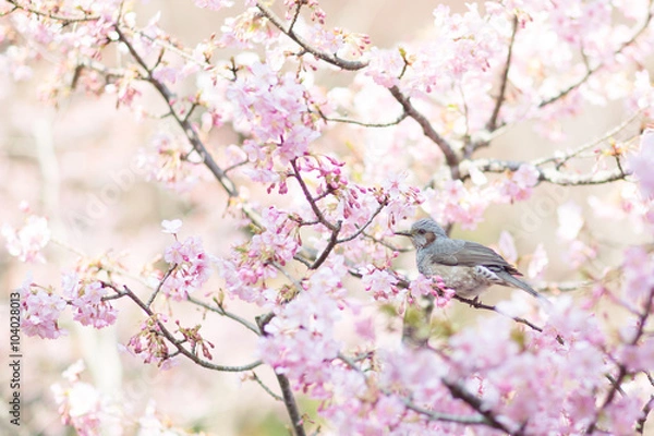Fototapeta ヒバリと梅