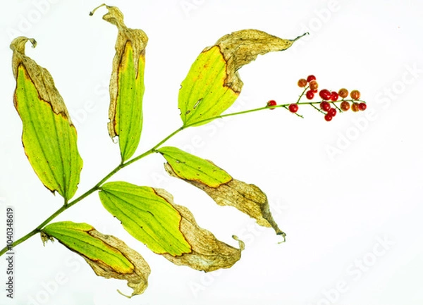 Fototapeta Partially decayed leaves and ripe fruit of Solomon's plume  (Smilacina racemosa) in late summer in central Virginia.