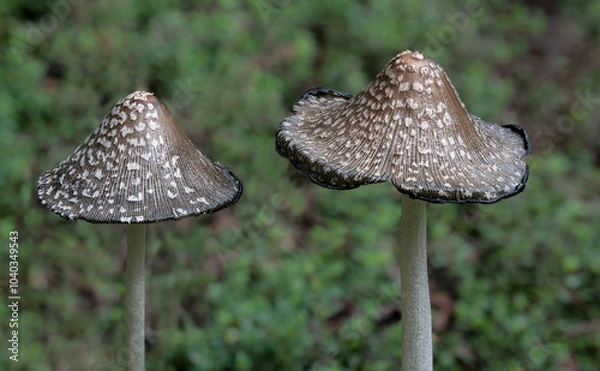 Fototapeta Magpie inkcap mushrooms (Coprinopsis picacea) growing in early fall in central Virginia