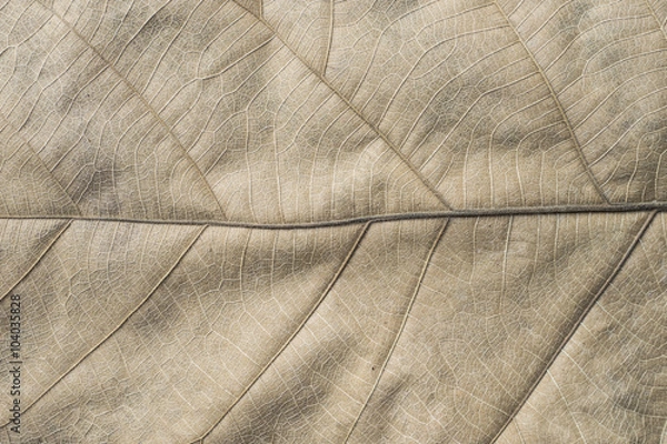 Fototapeta dry leaf texture and background