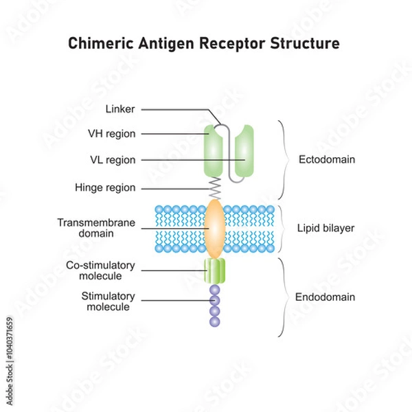 Obraz Chimeric Antigen Receptor Structure (CAR) Scientific Design. Vector Illustration.

