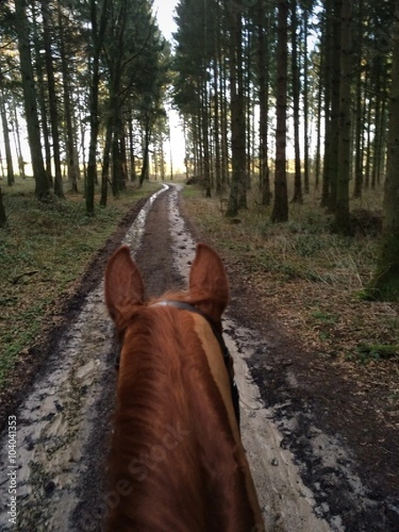 Obraz riding a horse