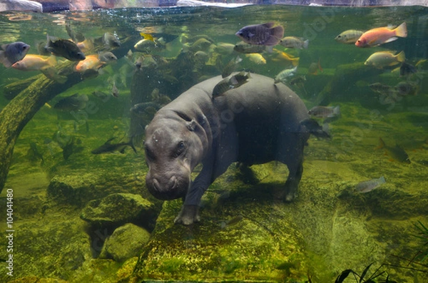 Obraz Hippo, Pygmy Hippopotamus pod wodą