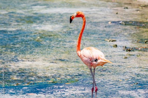 Fototapeta Flamingos on the beach in Aruba.