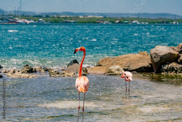 Fototapeta Flamingos on the beach in Aruba.
