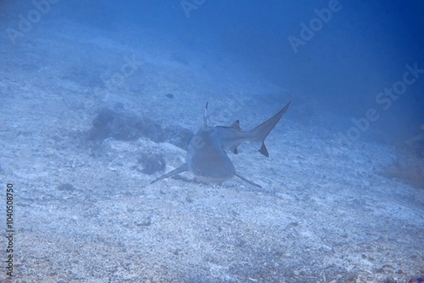 Obraz Black Tip Approaching