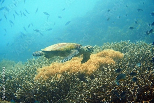 Obraz hawk(bill) tuah