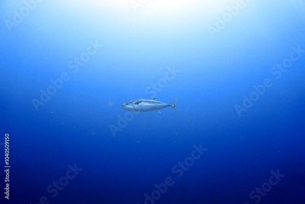 Obraz Dogtooth tuna