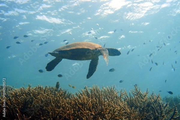 Obraz turtle swimming