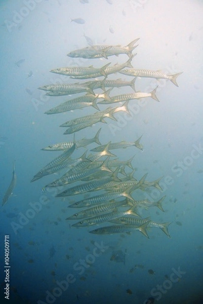 Obraz Barracuda
