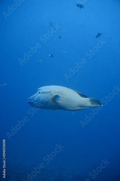 Obraz Napoleon Wrasse