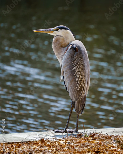 Obraz Great Blue Heron