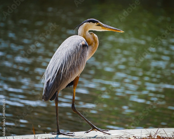 Obraz Great Blue Heron