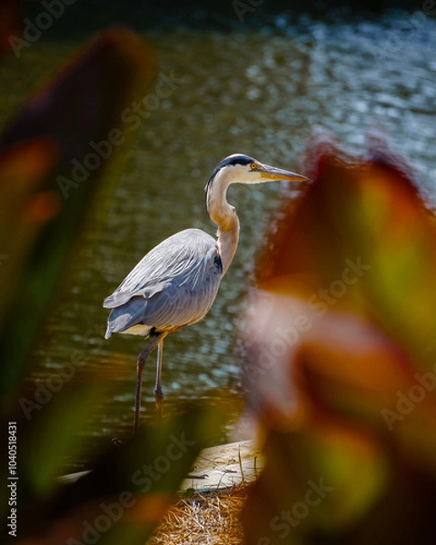 Obraz Great Blue Heron