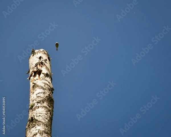 Fototapeta A birch tree with a swallow flying out of the nest