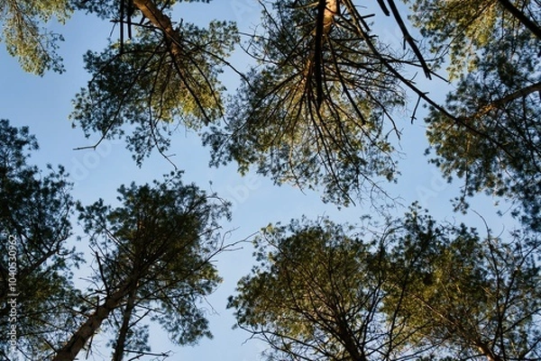 Fototapeta trees and sky