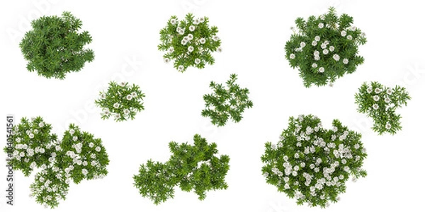 Fototapeta Green beautiful sempervirens plants isolated on Canvas from top view