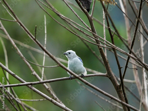 Obraz Ave Azul  hermosa