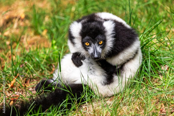 Obraz View of sitting Black-and-white ruffed lemur on the green meadow