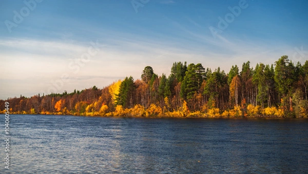 Fototapeta Peaceful and calm autumn day in Finnish Lapland by the flowing river offers breathtaking view to golden colored forest on the shore during beautiful coloured autumn day with blue sky, Ivalo, Finland 