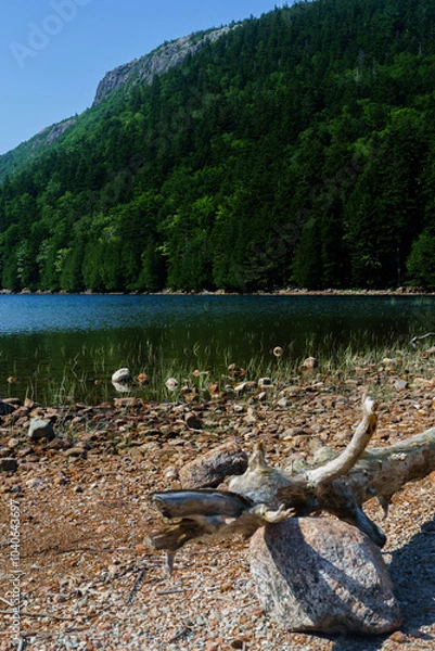 Obraz Acadia National Park