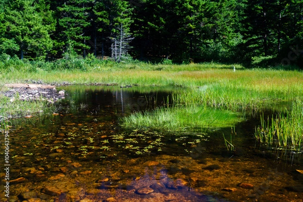 Obraz Acadia National Park