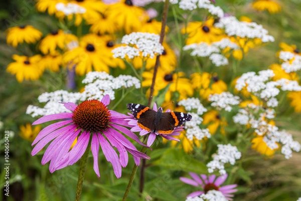 Obraz A  butterfly pollinating the echinacea pink flower in a summer garden.	