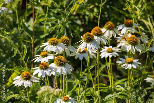 Obraz Flower field, spring or summer garden in full color. closeup  white echinacea. 