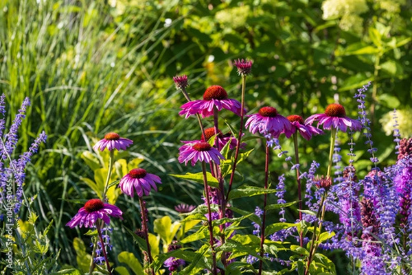 Fototapeta Flower field, spring or summer garden in full color. closeup  pink echinacea. 