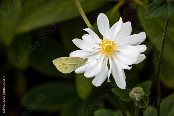 Obraz A  butterfly pollinating the anemone white flower in a summer garden.	