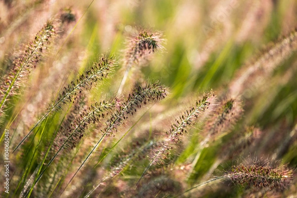 Obraz Ornamental grass fountaingrasses in the summer garden.	