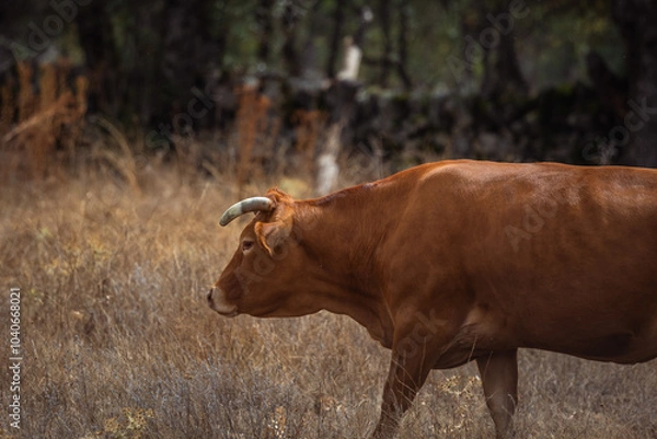 Obraz beautiful brown cow strolling in the pasture field