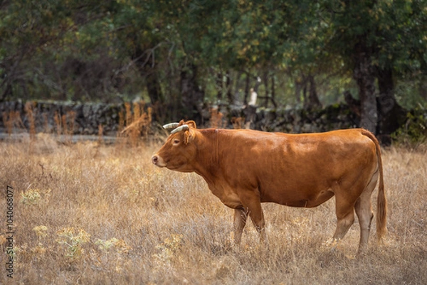 Obraz beautiful brown cow seen from the side with her head up in the pasture field