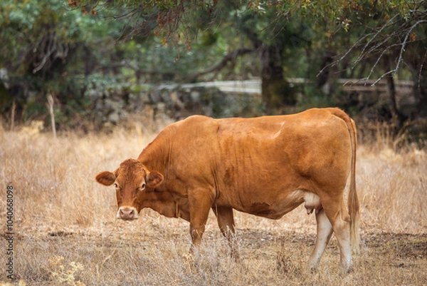 Obraz beautiful brown cow seen from the side and looking straight ahead in pasture field