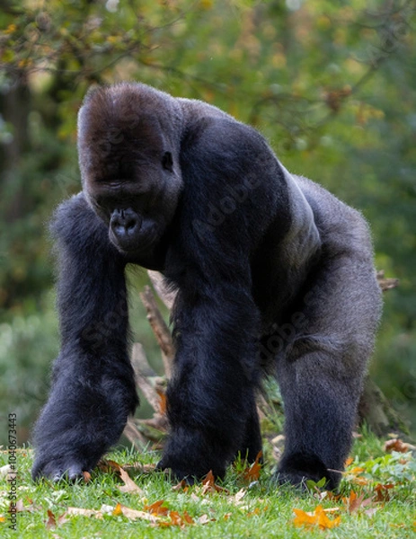 Fototapeta gorilla