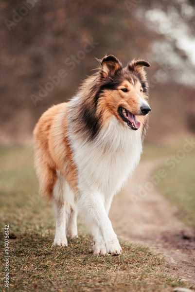 Obraz Langhaarcollie