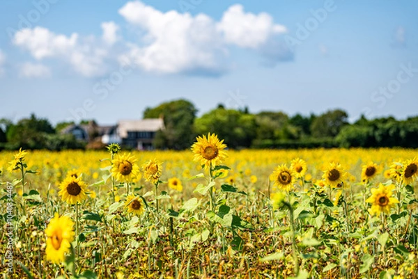 Obraz sunflower field with sky