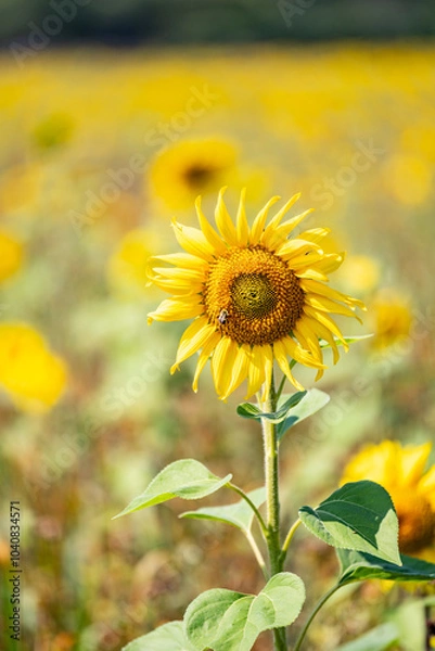 Obraz sunflower field in summer